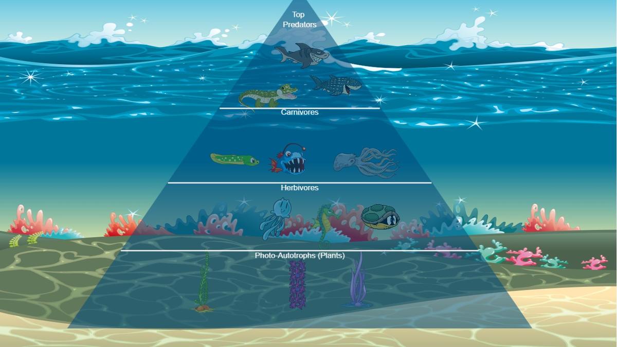 Ocean Ecological Pyramid