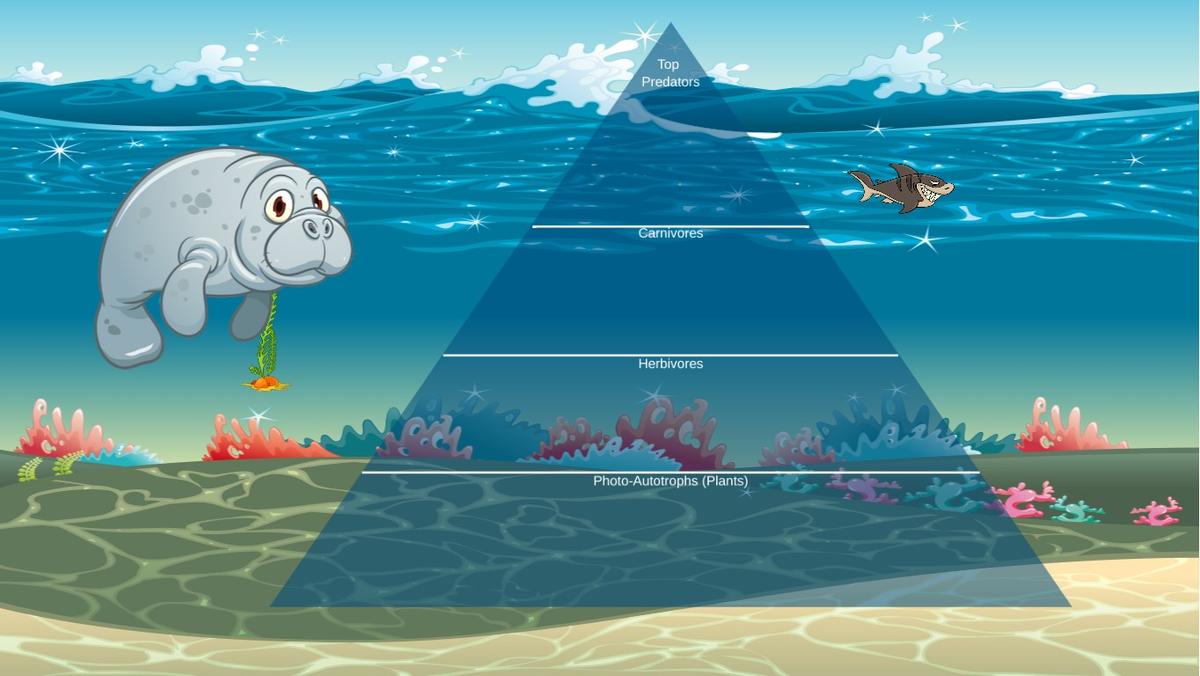 Ocean Ecological Pyramid