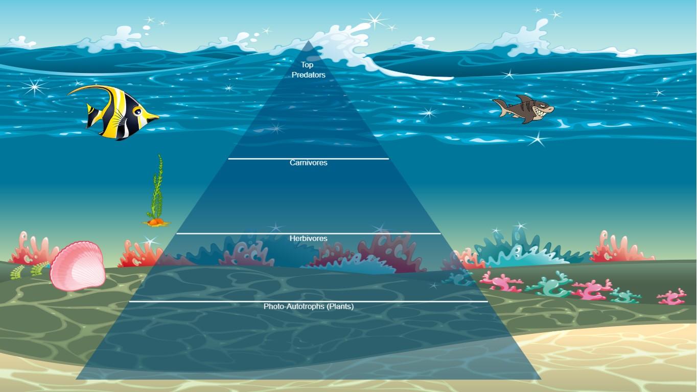 Ocean Ecological Pyramid