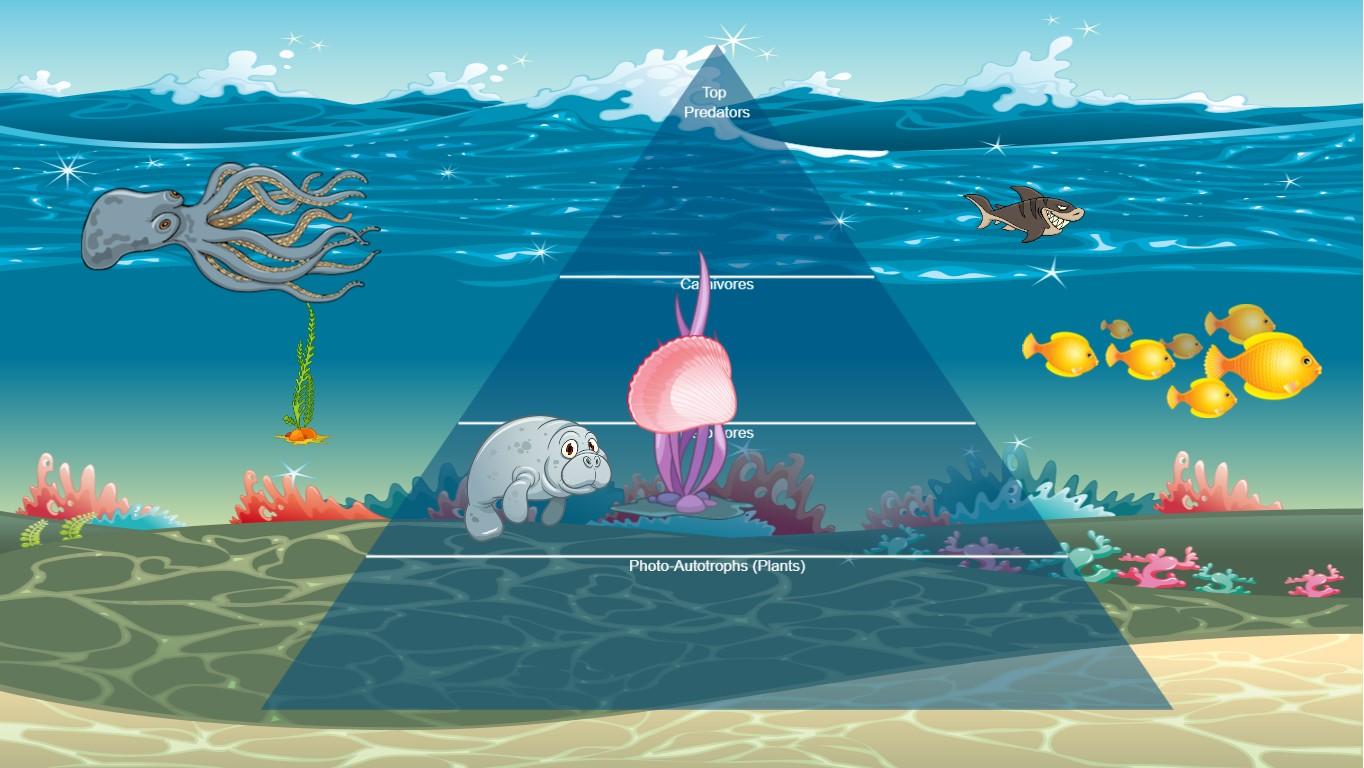 Ocean Ecological Pyramid