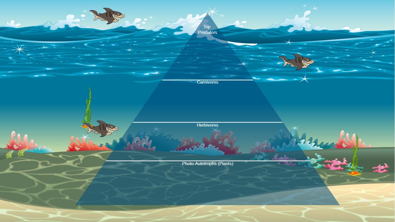 Ocean Ecological Pyramid