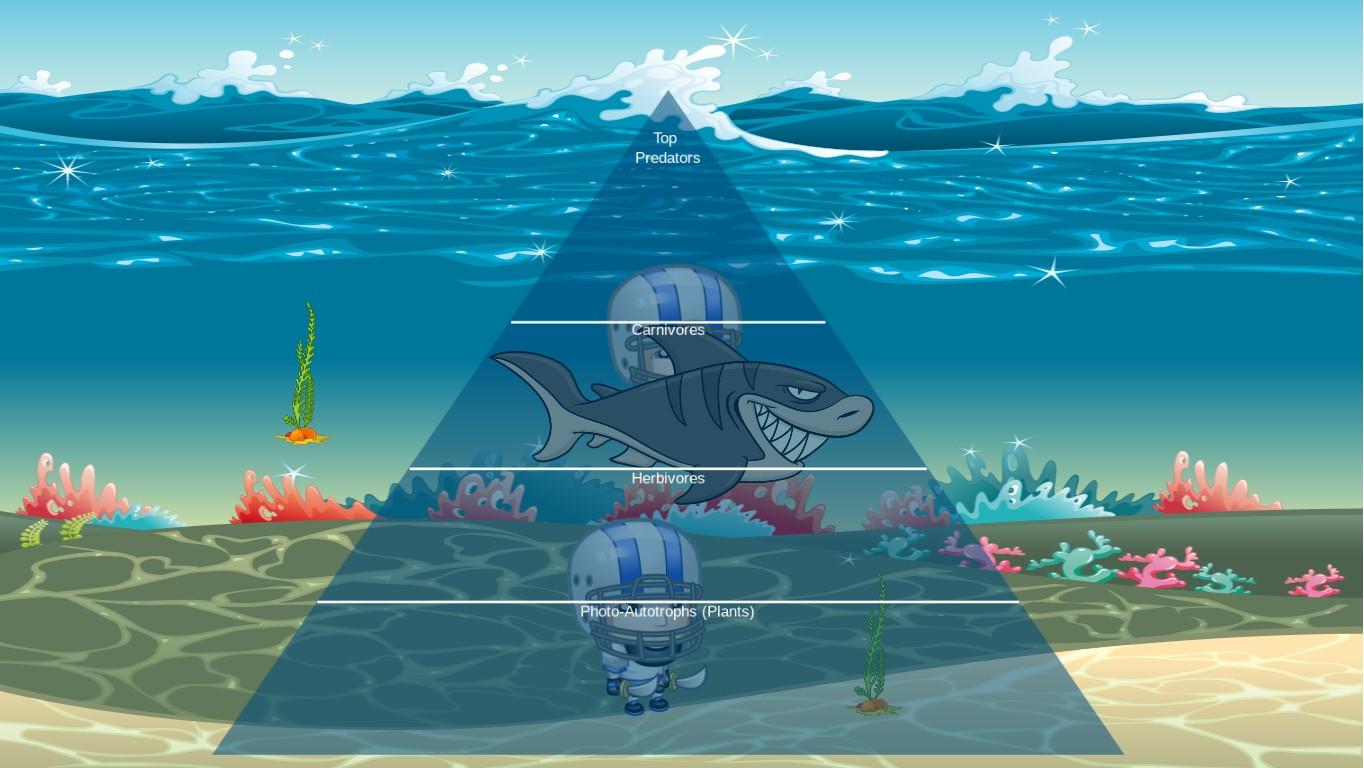 Ocean Ecological Pyramid