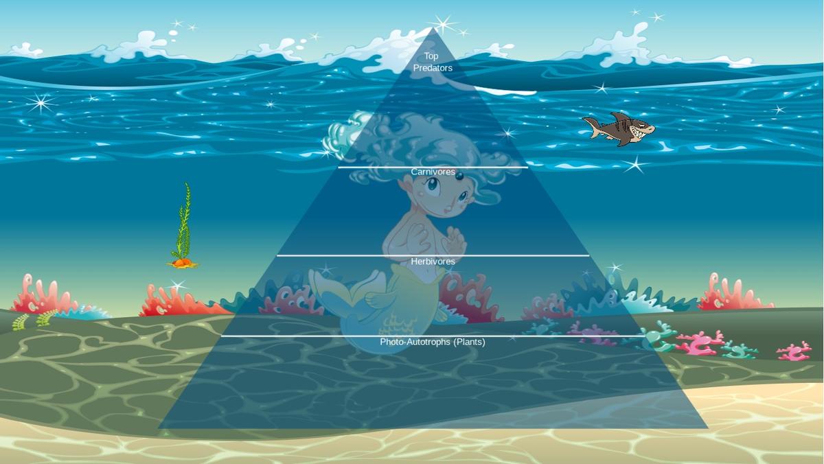 Ocean Ecological Pyramid