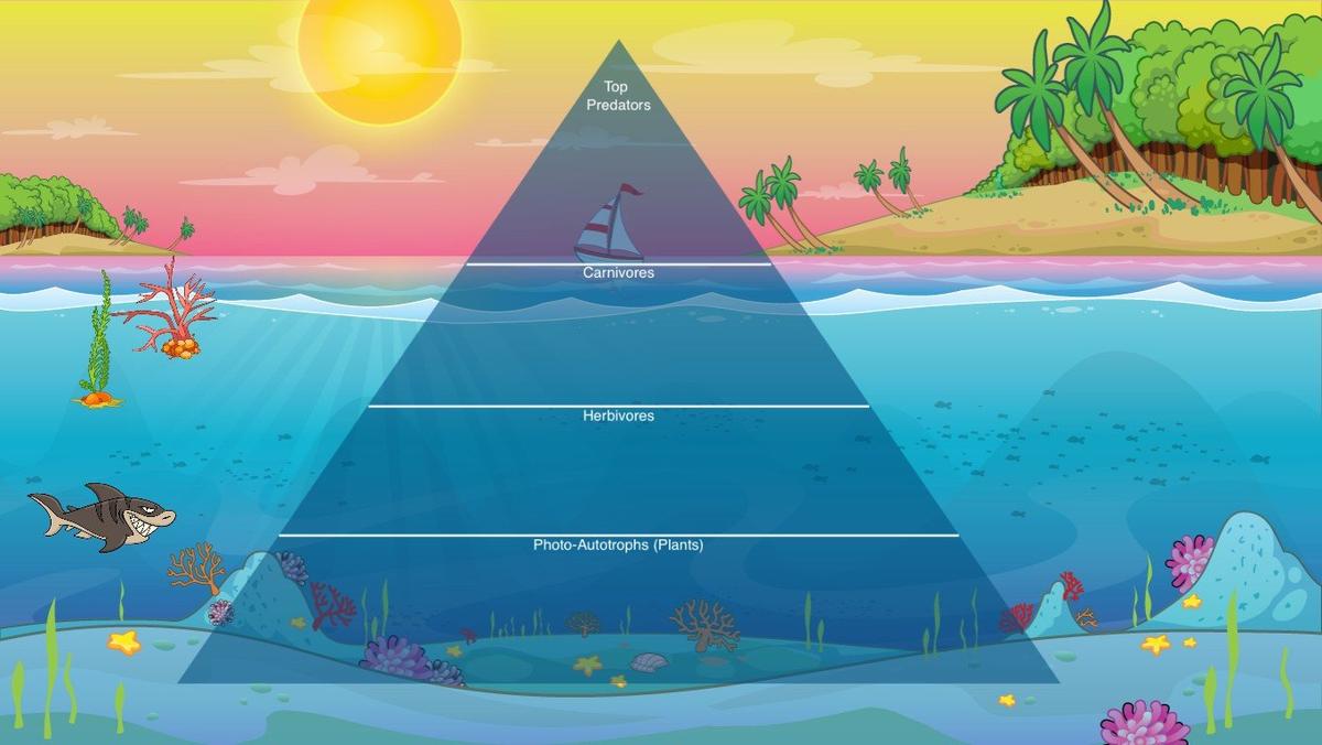 Ocean Ecological Pyramid