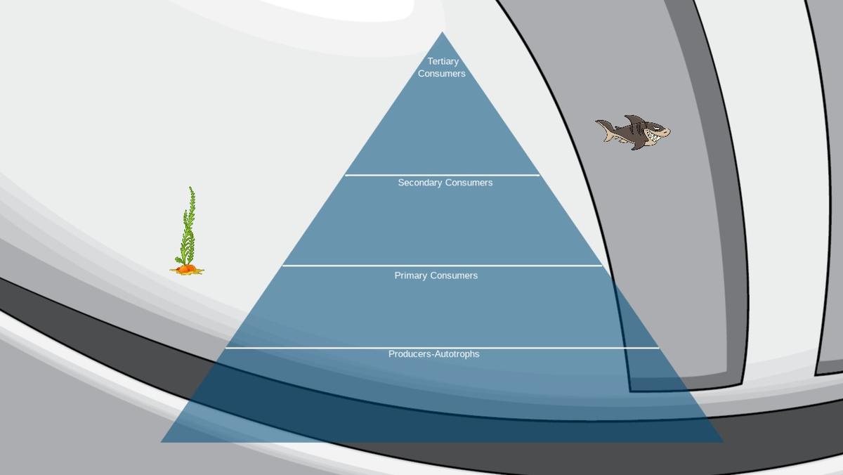 Ocean Ecological Pyramid