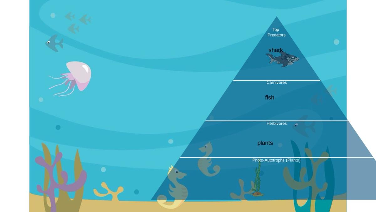 Ocean Ecological Pyramid