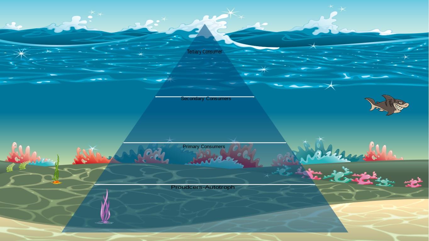 Ocean Ecological Pyramid