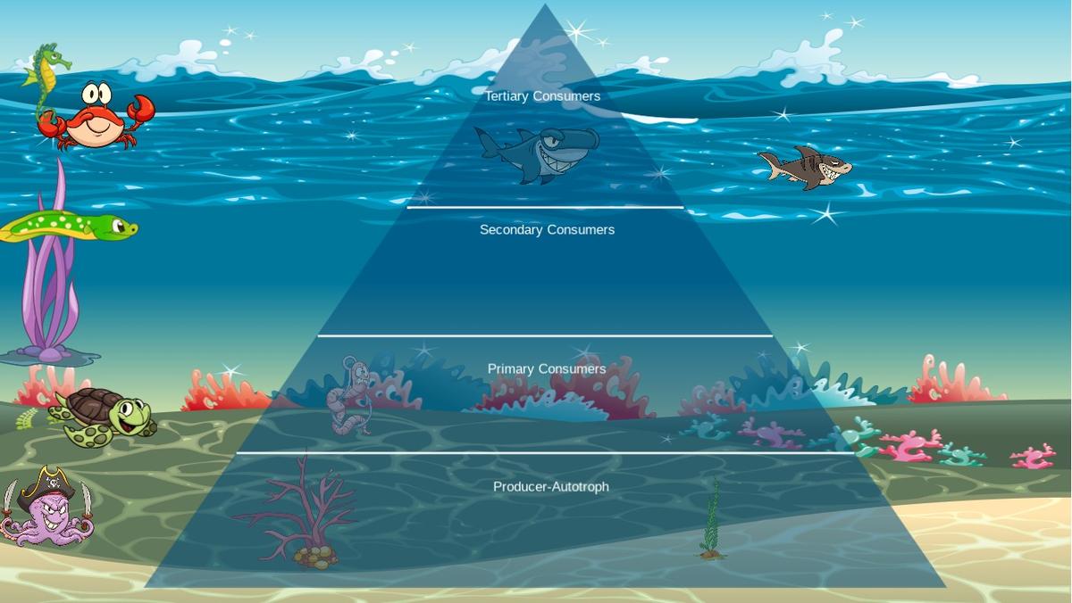 Ocean Ecological Pyramid