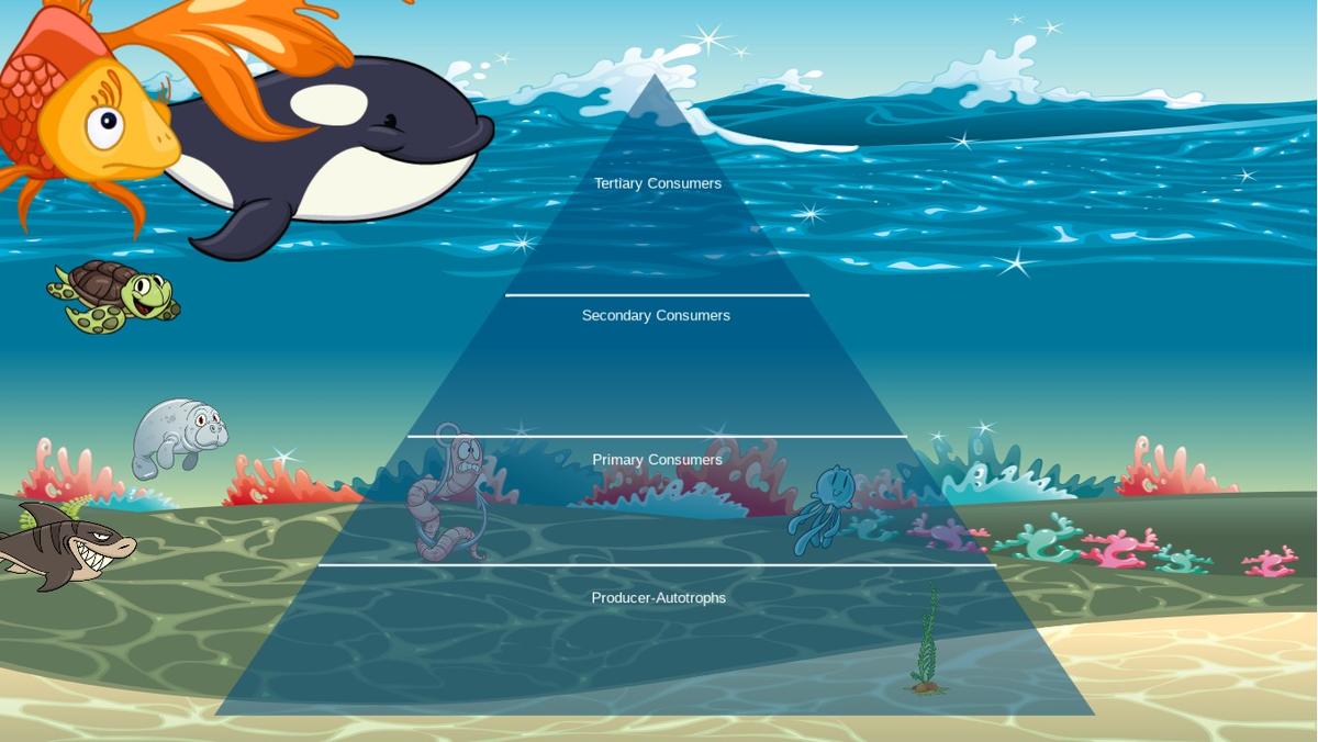 Ocean Ecological Pyramid