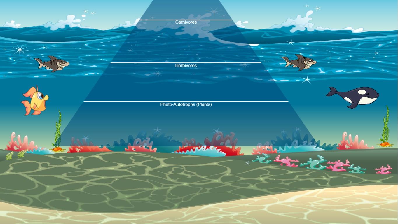 Ocean Ecological Pyramid