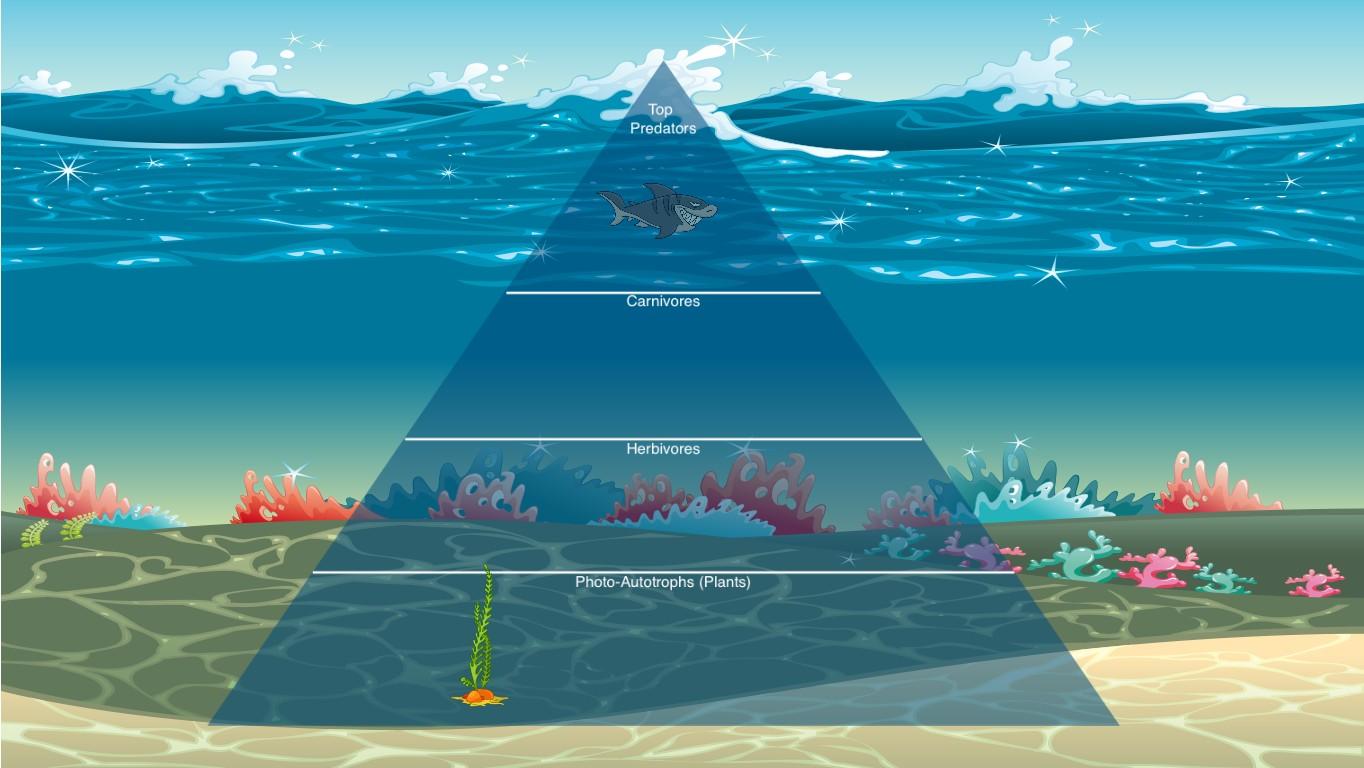 Ocean Ecological Pyramid