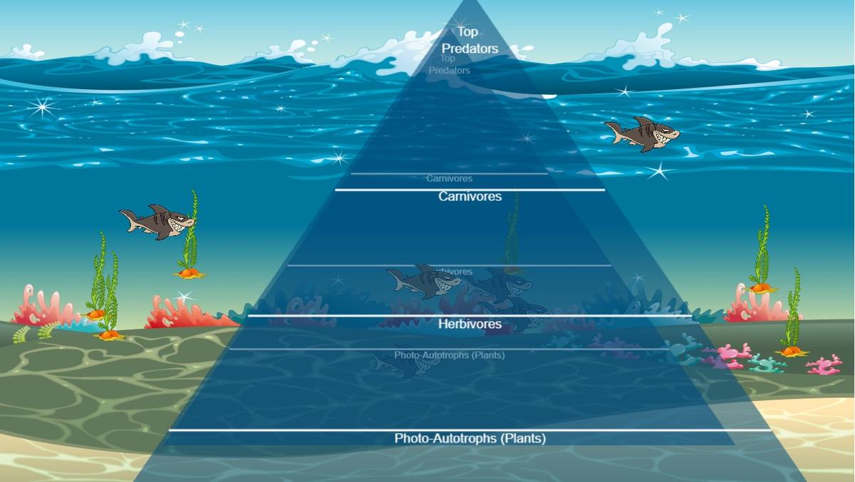 Ocean Ecological Pyramid