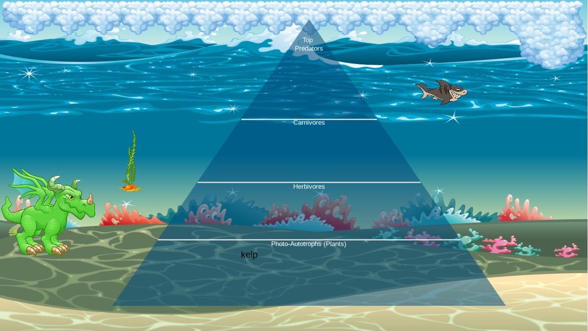 Ocean Ecological Pyramid