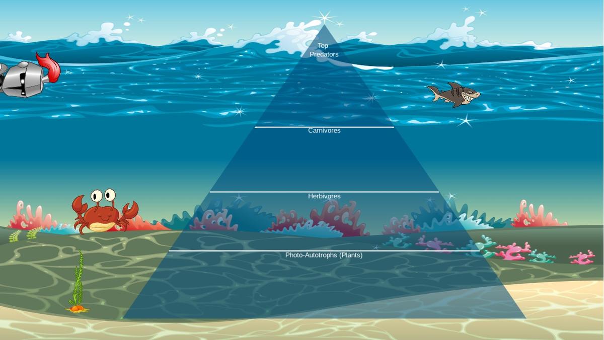 Ocean Ecological Pyramid