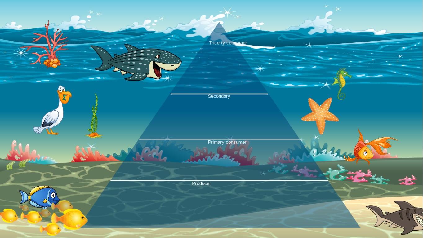 Ocean Ecological Pyramid