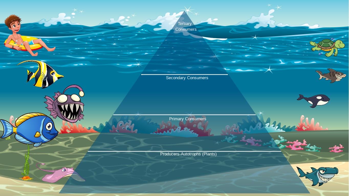 Ocean Ecological Pyramid