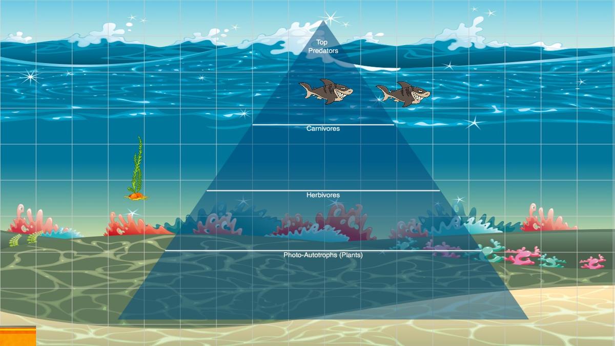 Ocean Ecological Pyramid