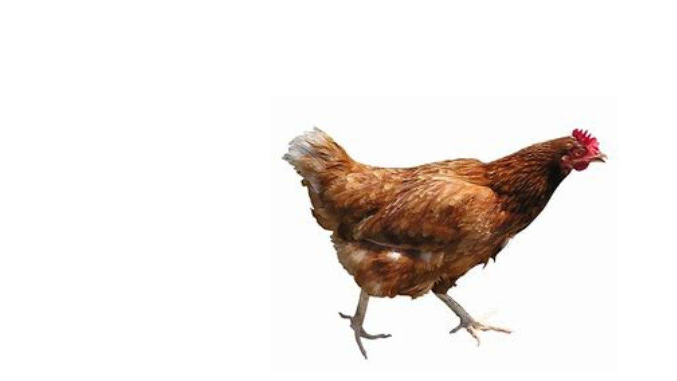 dj chicken