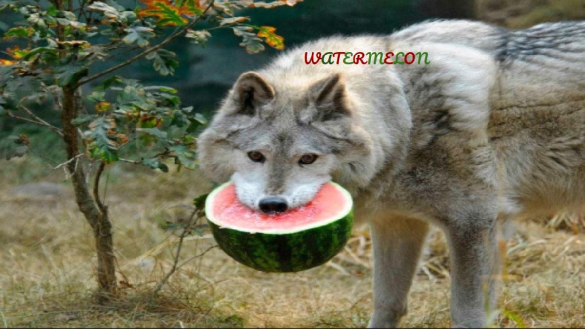 WATERMELON!!!!!