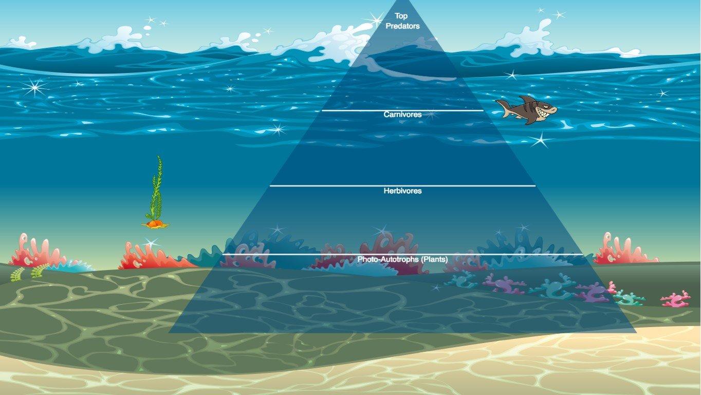 Ocean Ecological Pyramid