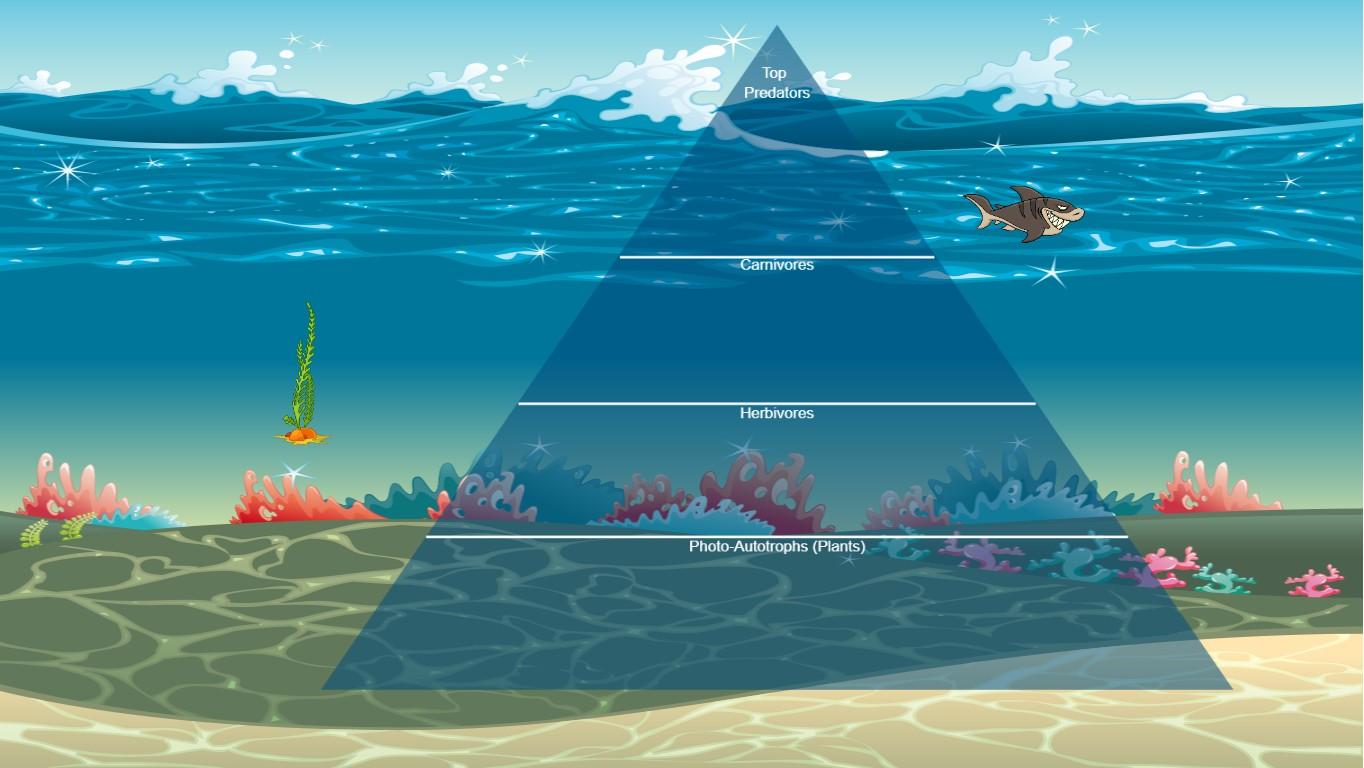 Ocean Ecological Pyramid