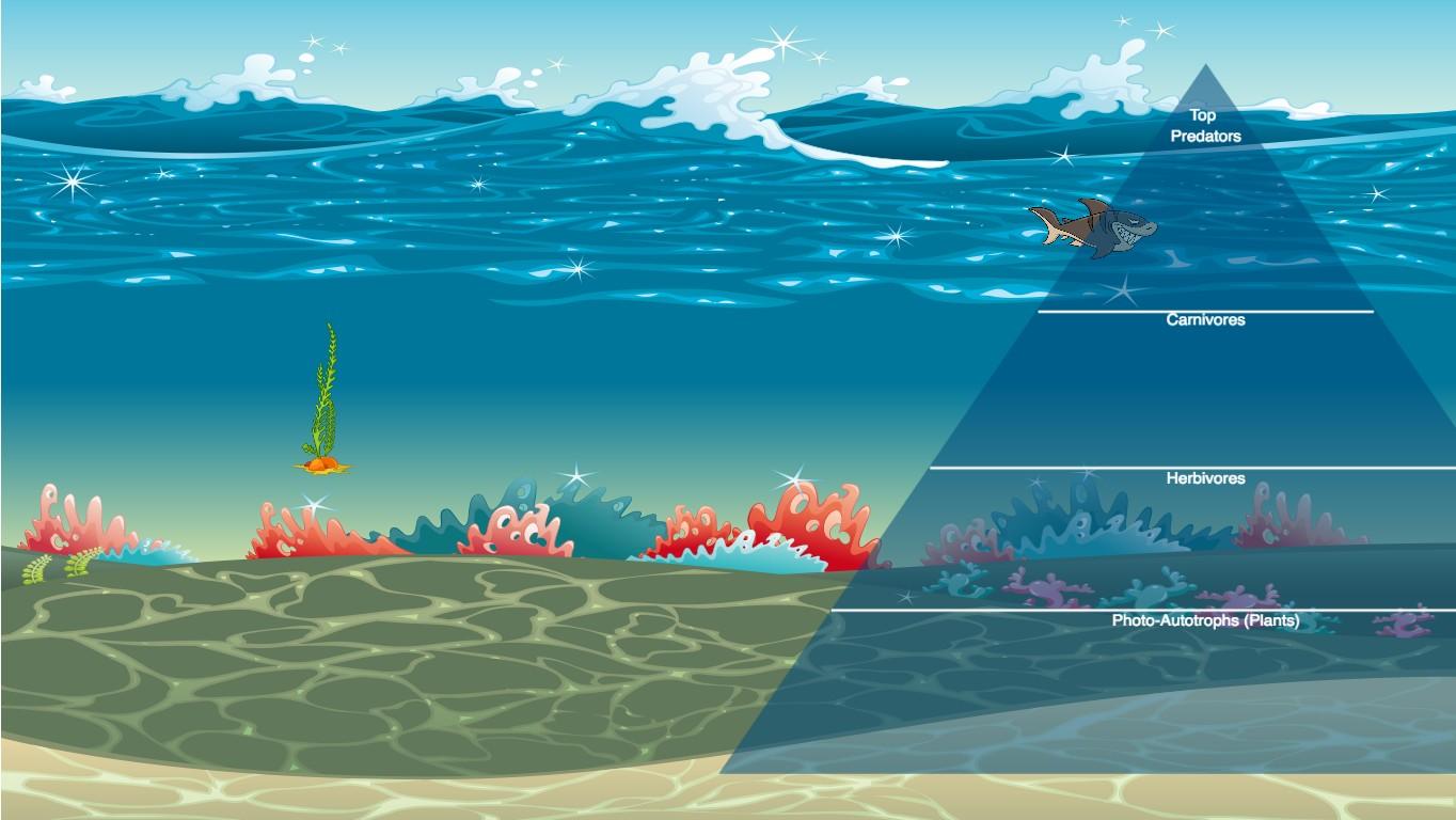 Ocean Ecological Pyramid