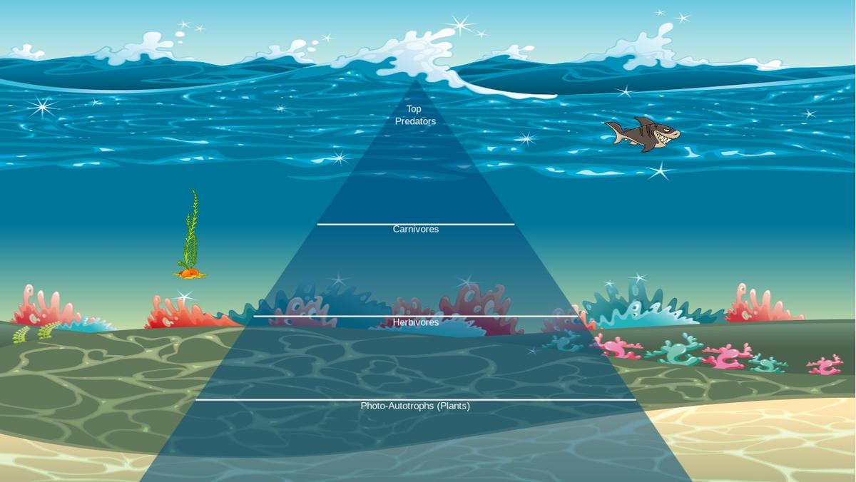 Ocean Ecological Pyramid