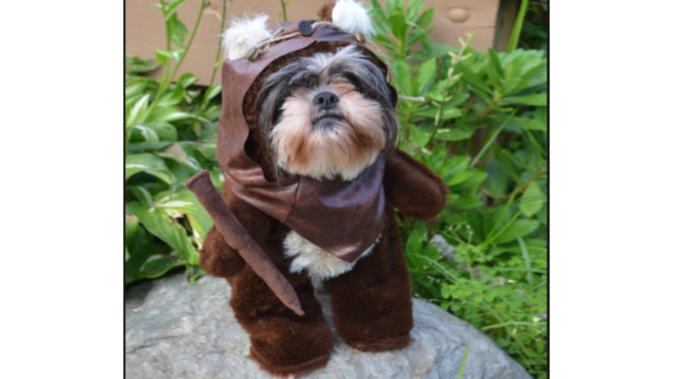 ewok attack EPIC WAR