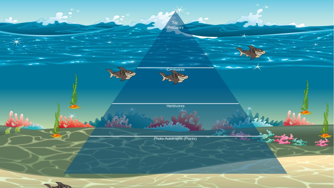 Ocean Ecological Pyramid