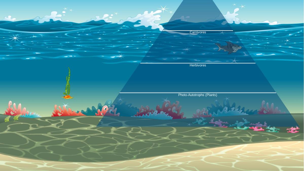 Ocean Ecological Pyramid