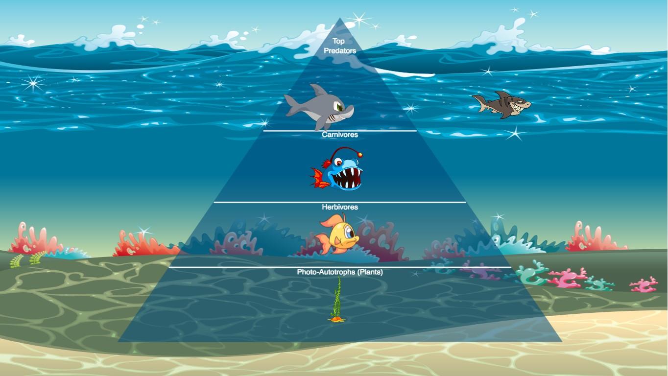 Ocean Ecological Pyramid