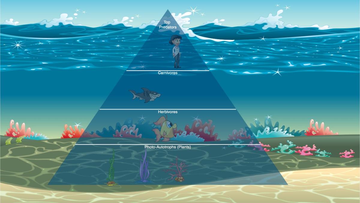 Ocean Ecological Pyramid