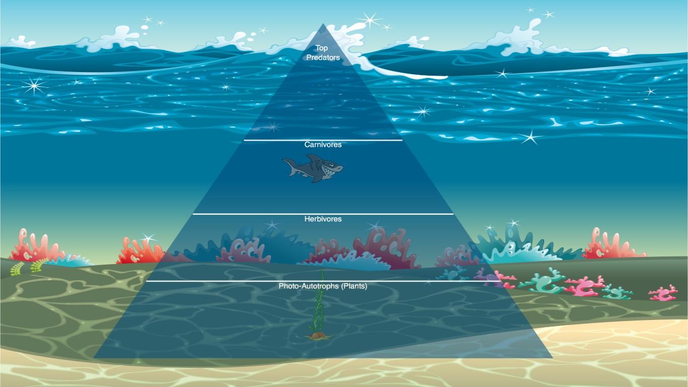 Ocean Ecological Pyramid