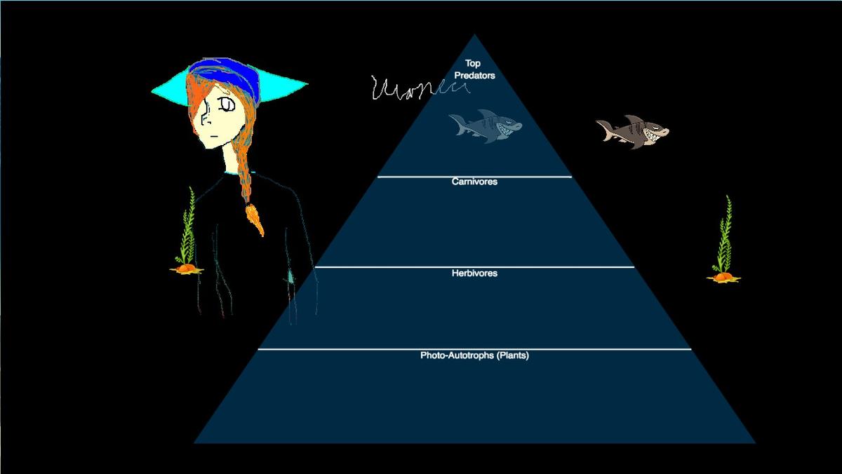 Ocean Ecological Pyramid