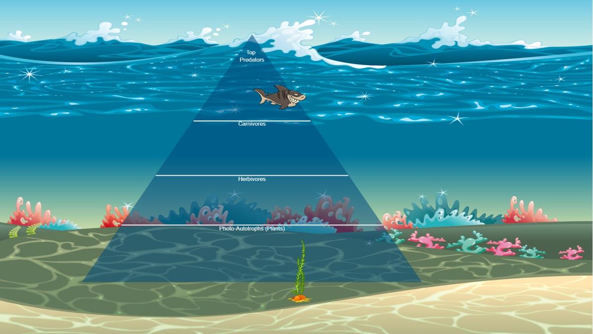 Ocean Ecological Pyramid