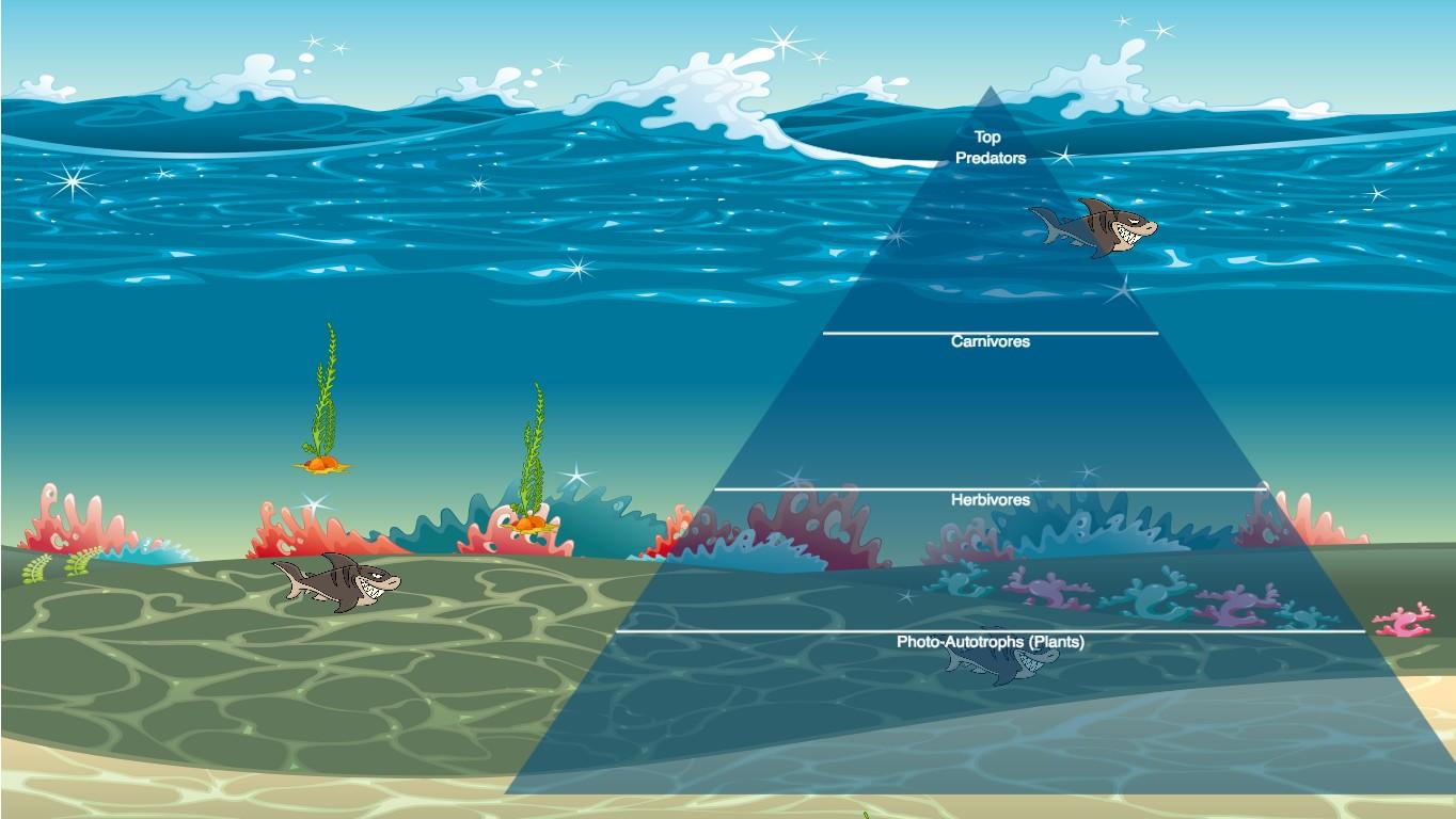 Ocean Ecological Pyramid