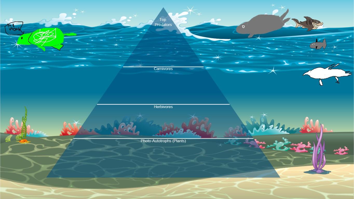 Ocean Ecological Pyramid