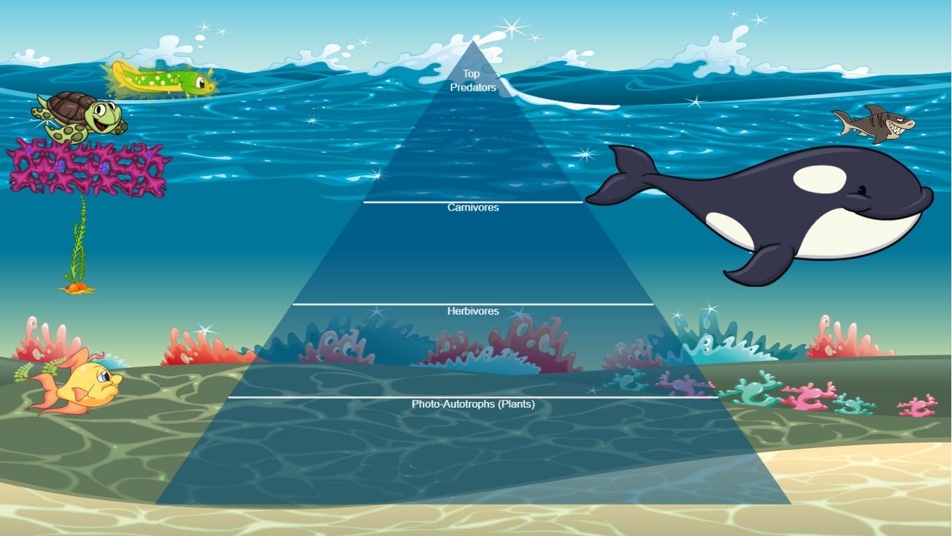 Ocean Ecological Pyramid