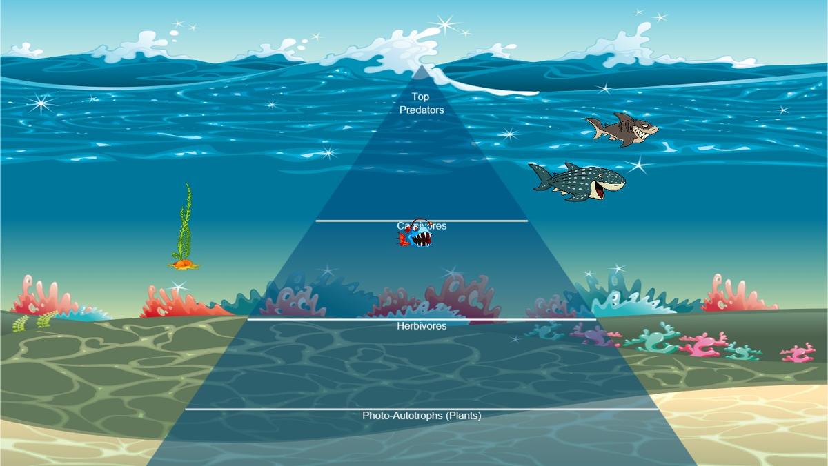 Ocean Ecological Pyramid