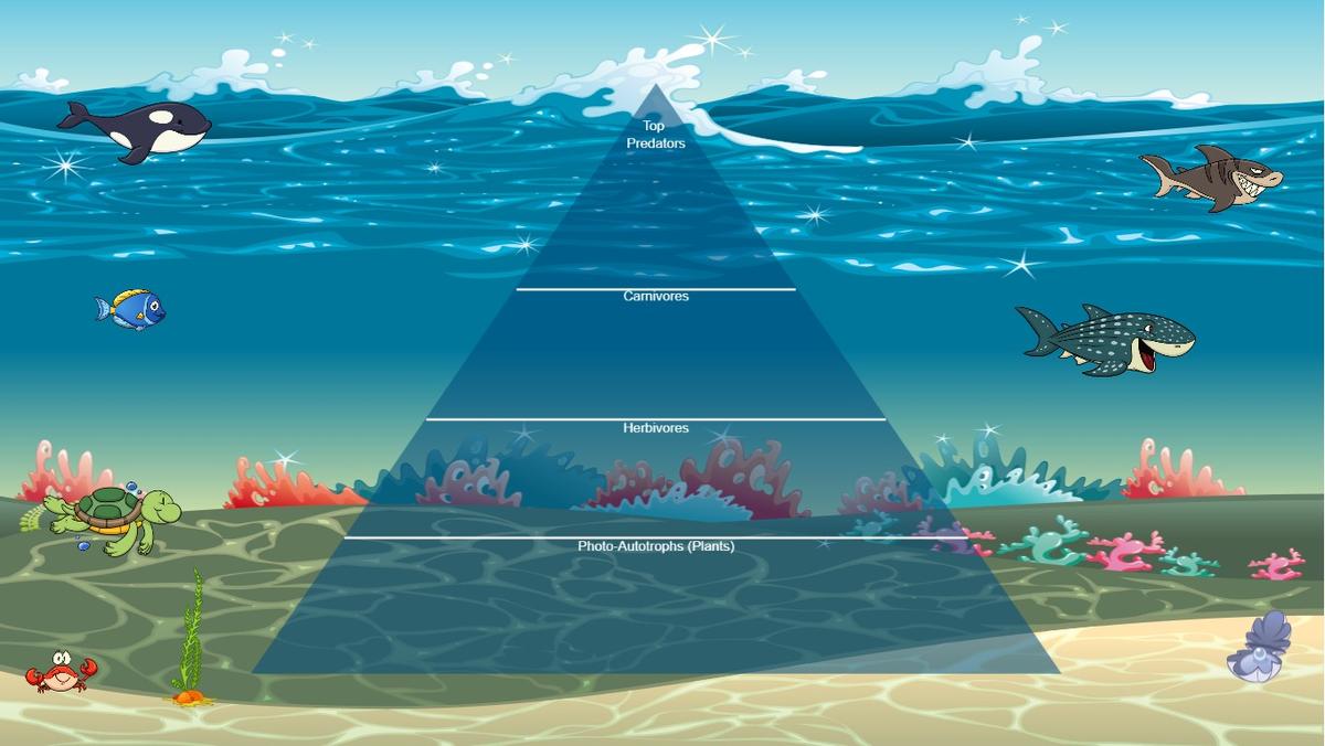 Ocean Ecological Pyramid