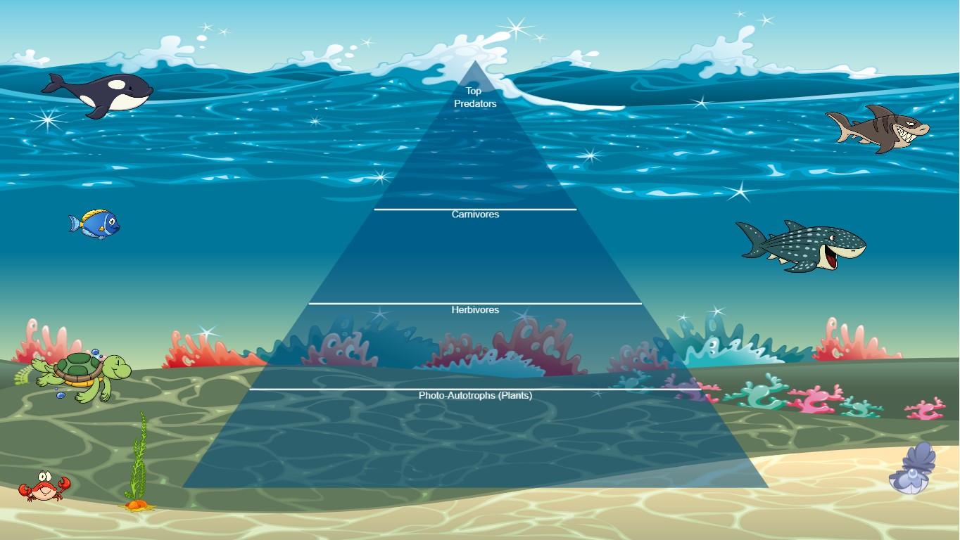 Ocean Ecological Pyramid