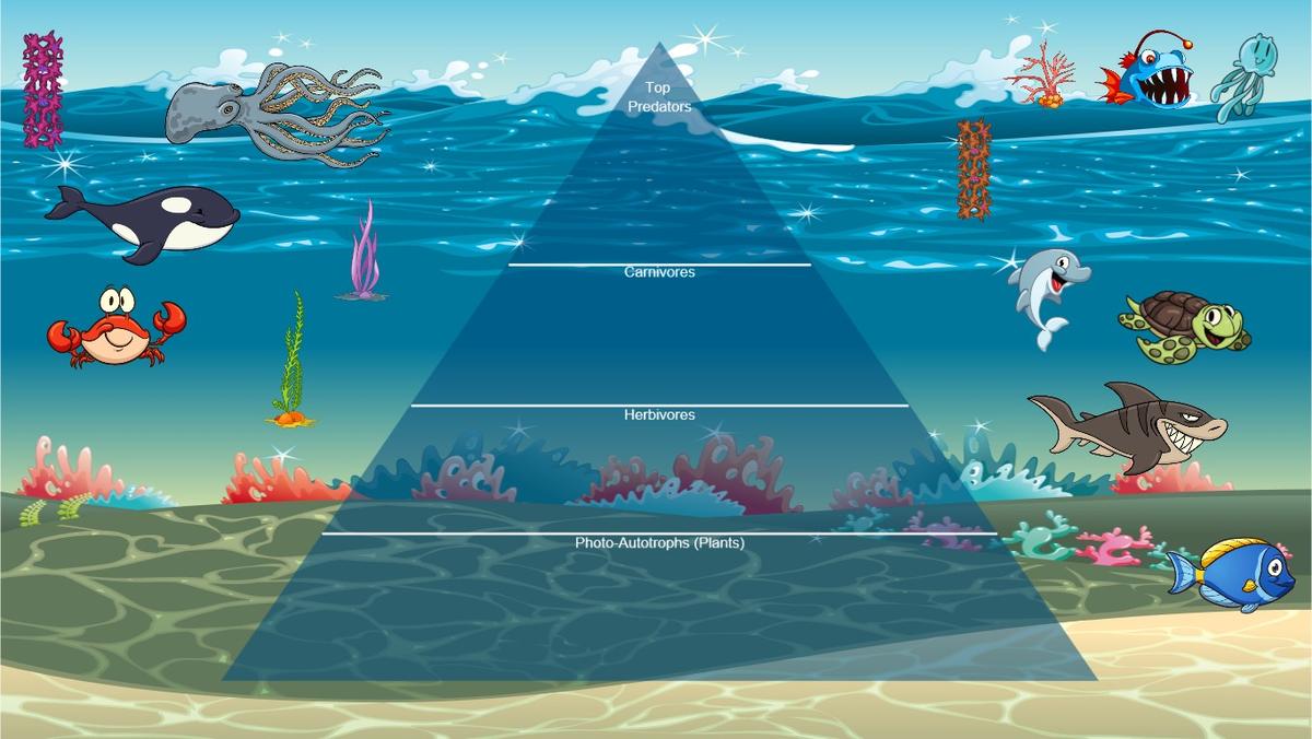 Ocean Ecological Pyramid