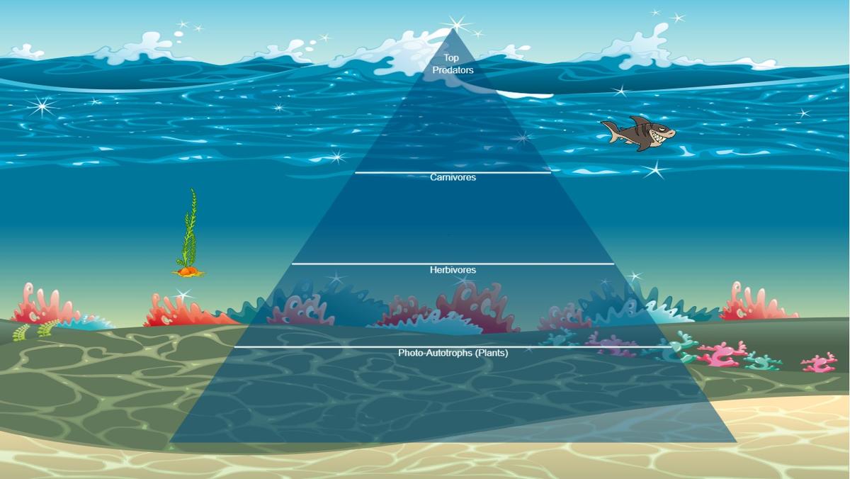 Ocean Ecological Pyramid