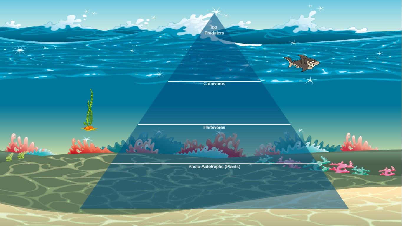 Ocean Ecological Pyramid