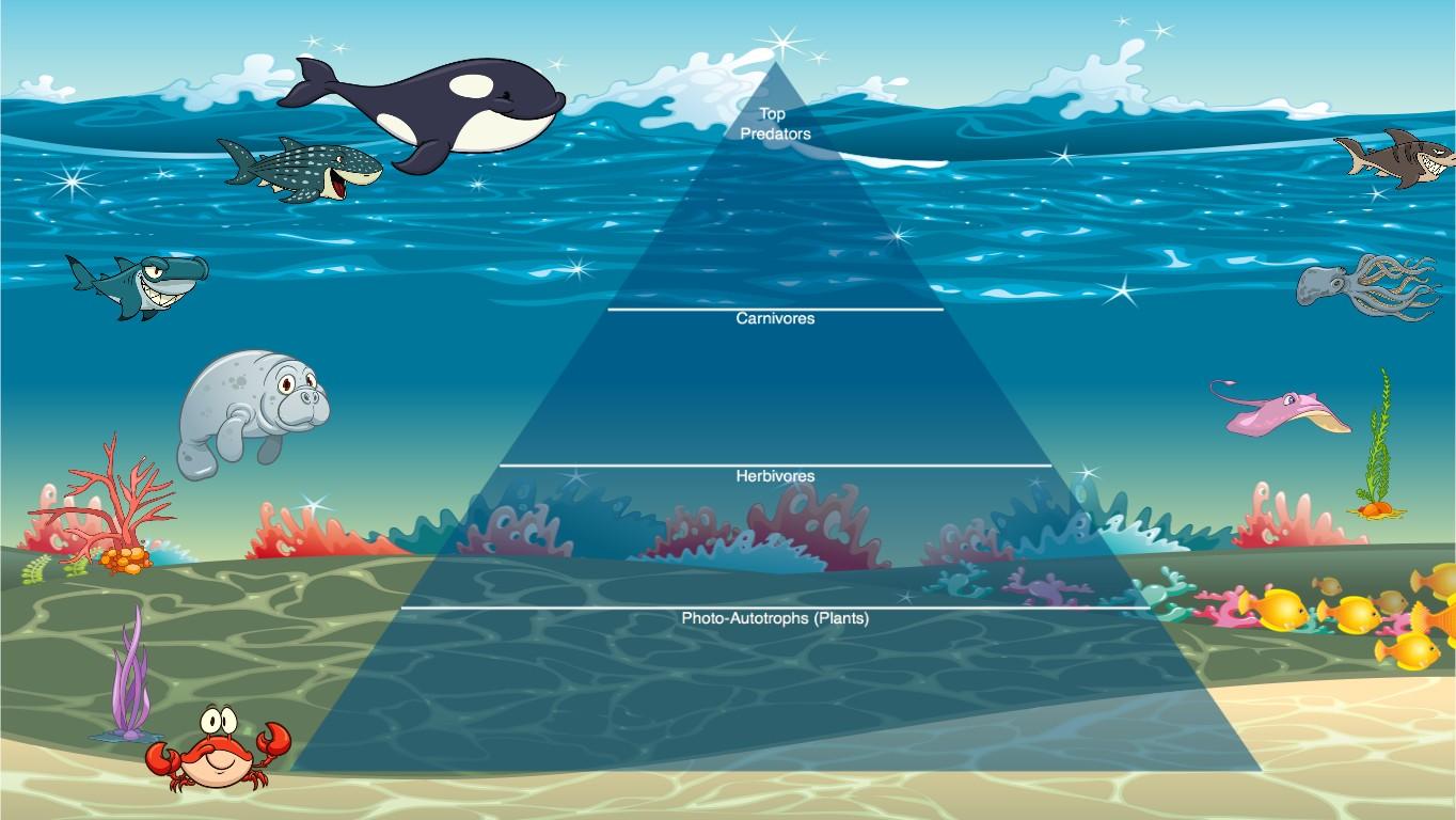 Ocean Ecological Pyramid