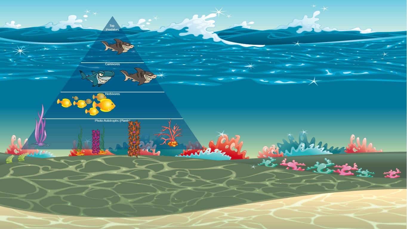 Ocean Ecological Pyramid