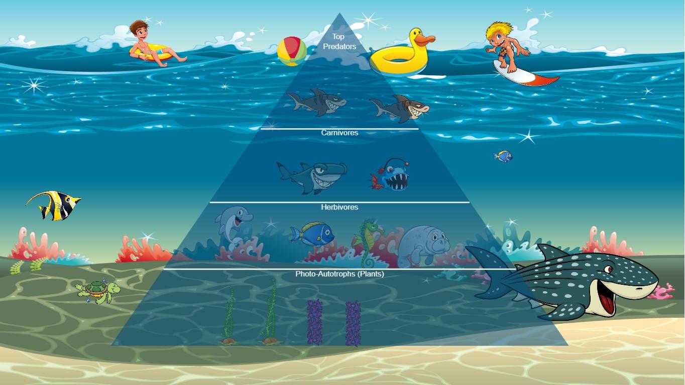 Ocean Ecological Pyramid