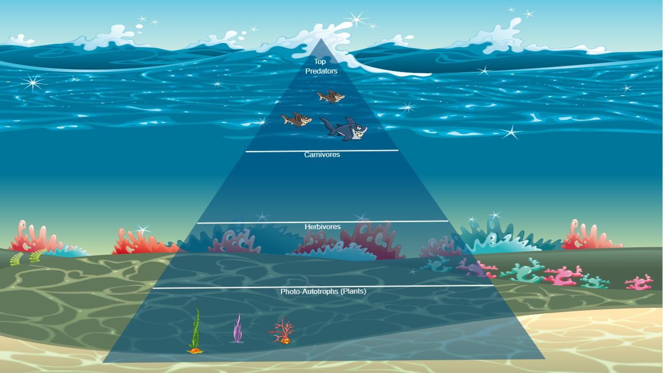 Ocean Ecological Pyramid