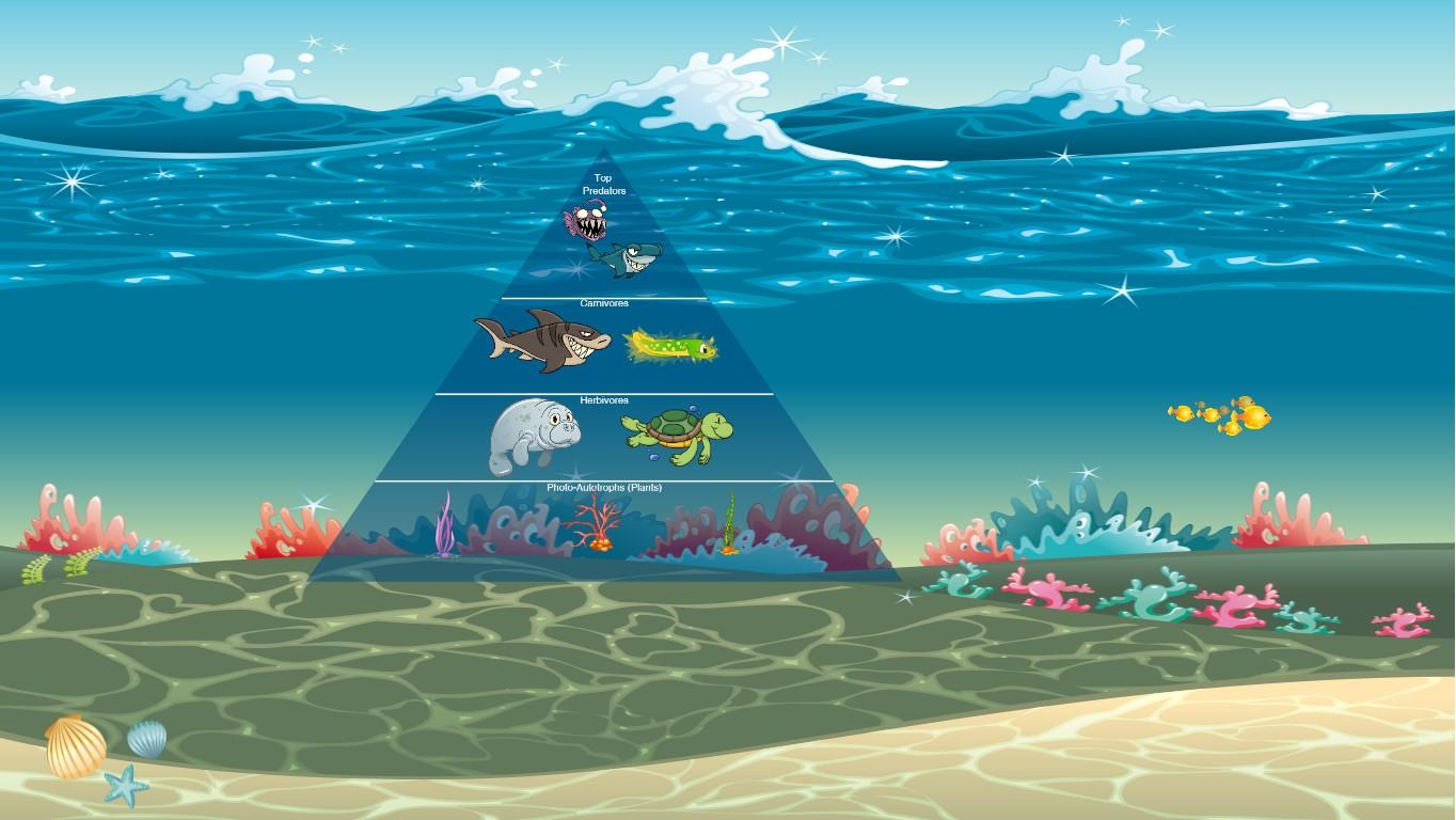 Ocean Ecological Pyramid