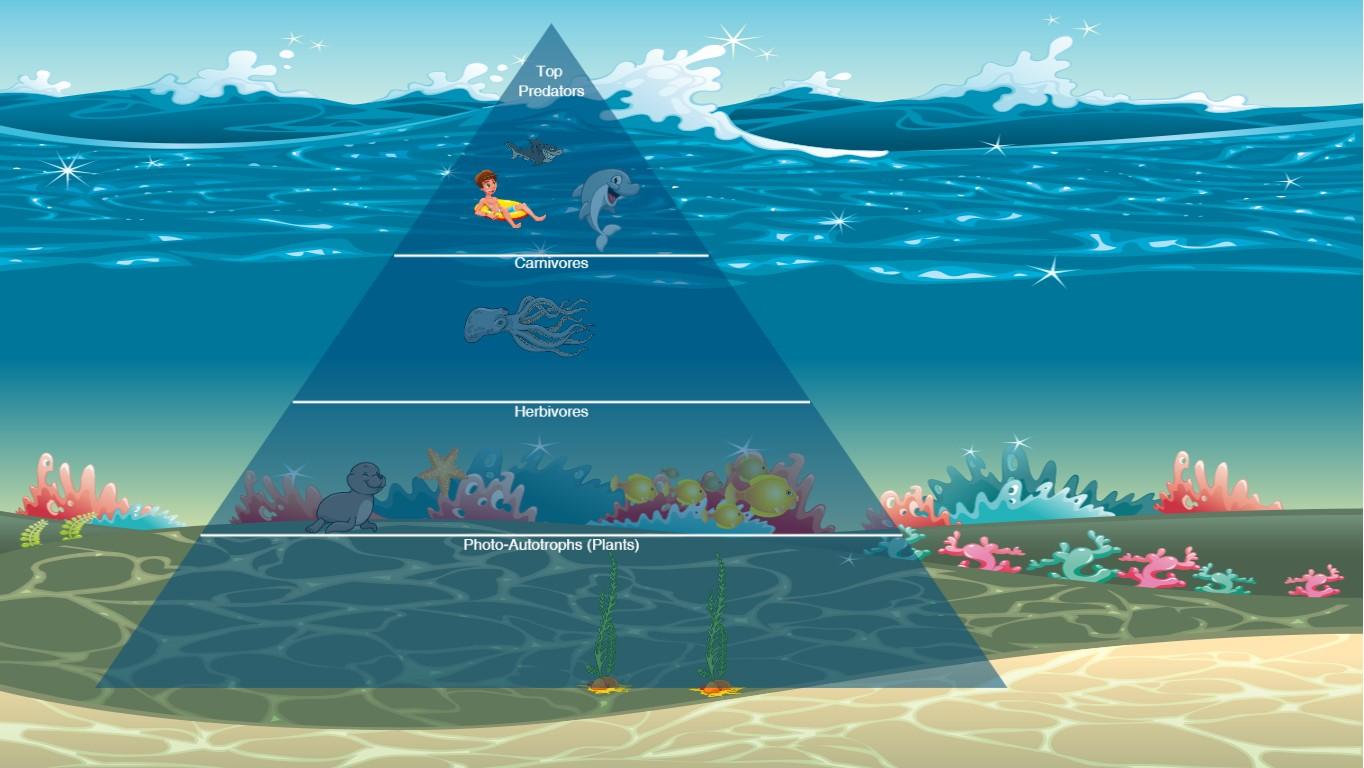 Ocean Ecological Pyramid